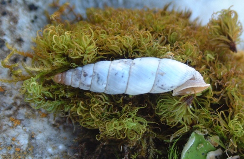Lumachina(Medora albescens) dal PNA